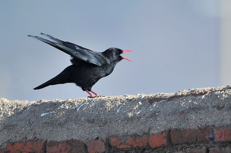 红嘴山鸦