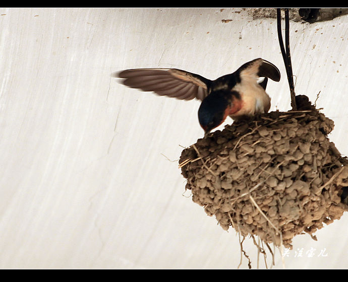 筑巢的家燕——楼歪歪
