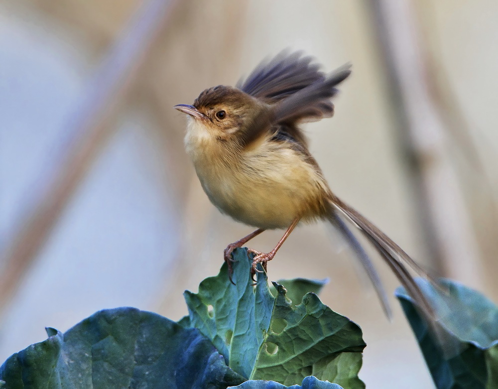 重发煽翅的小鹪莺