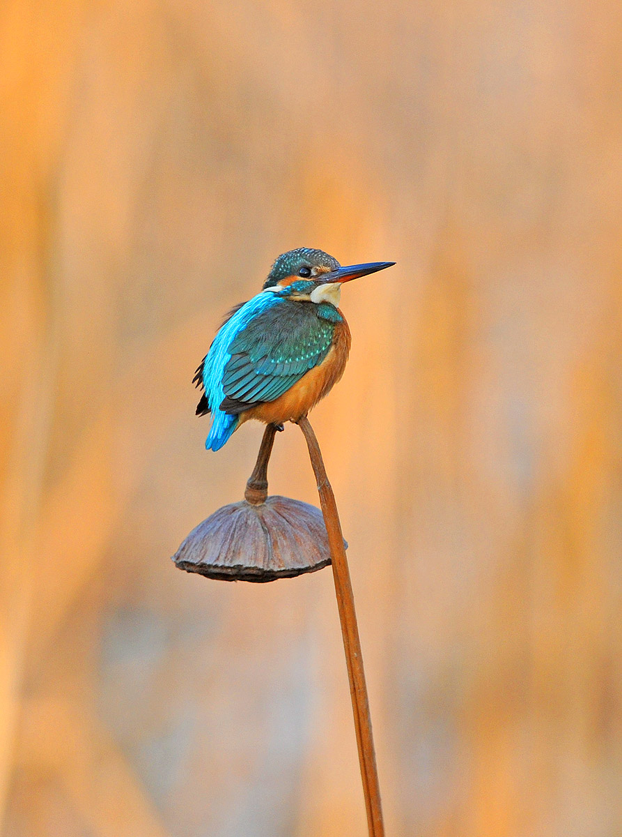 (普通翠鸟)残荷小翠!