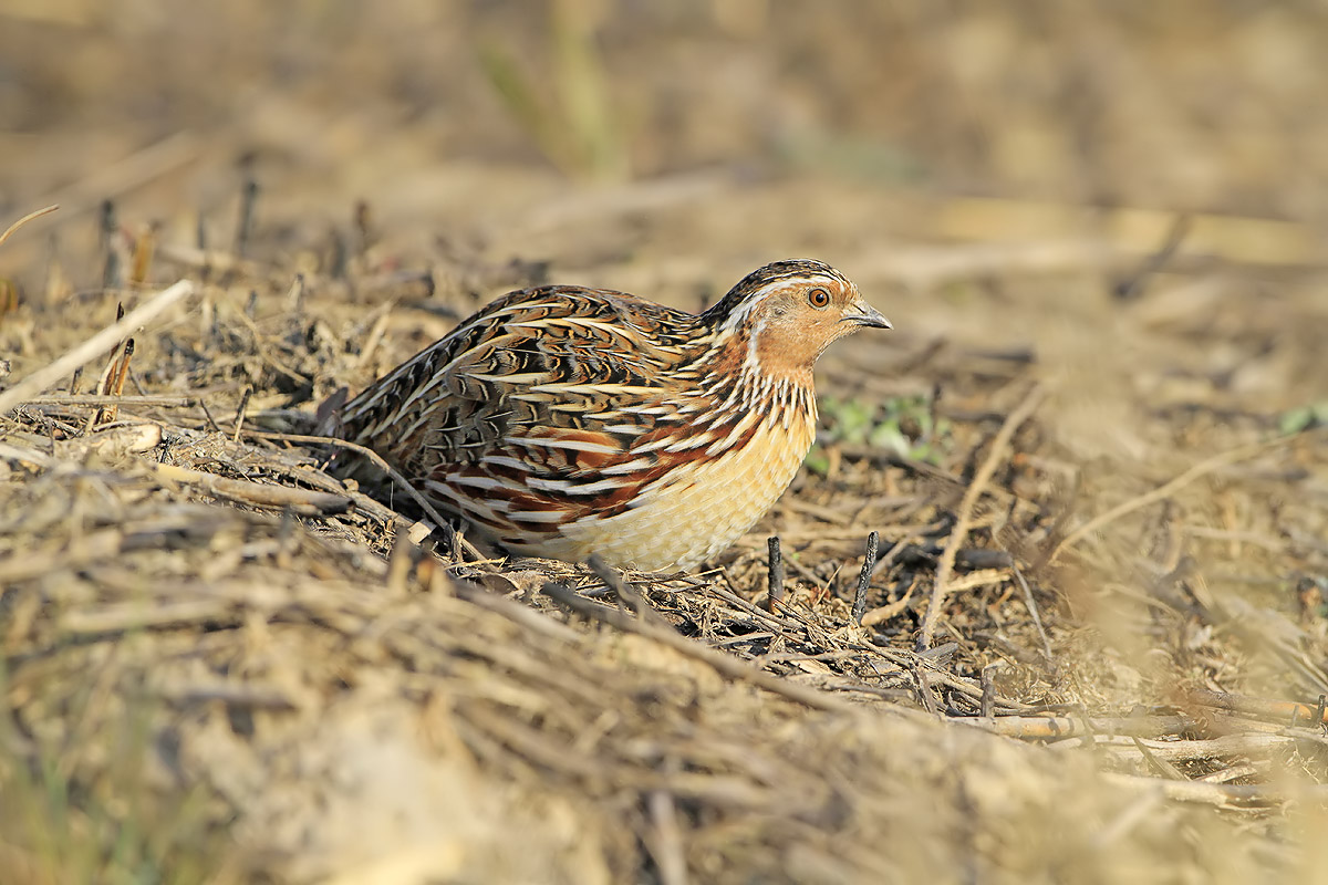 锦鸡报晓贺新年