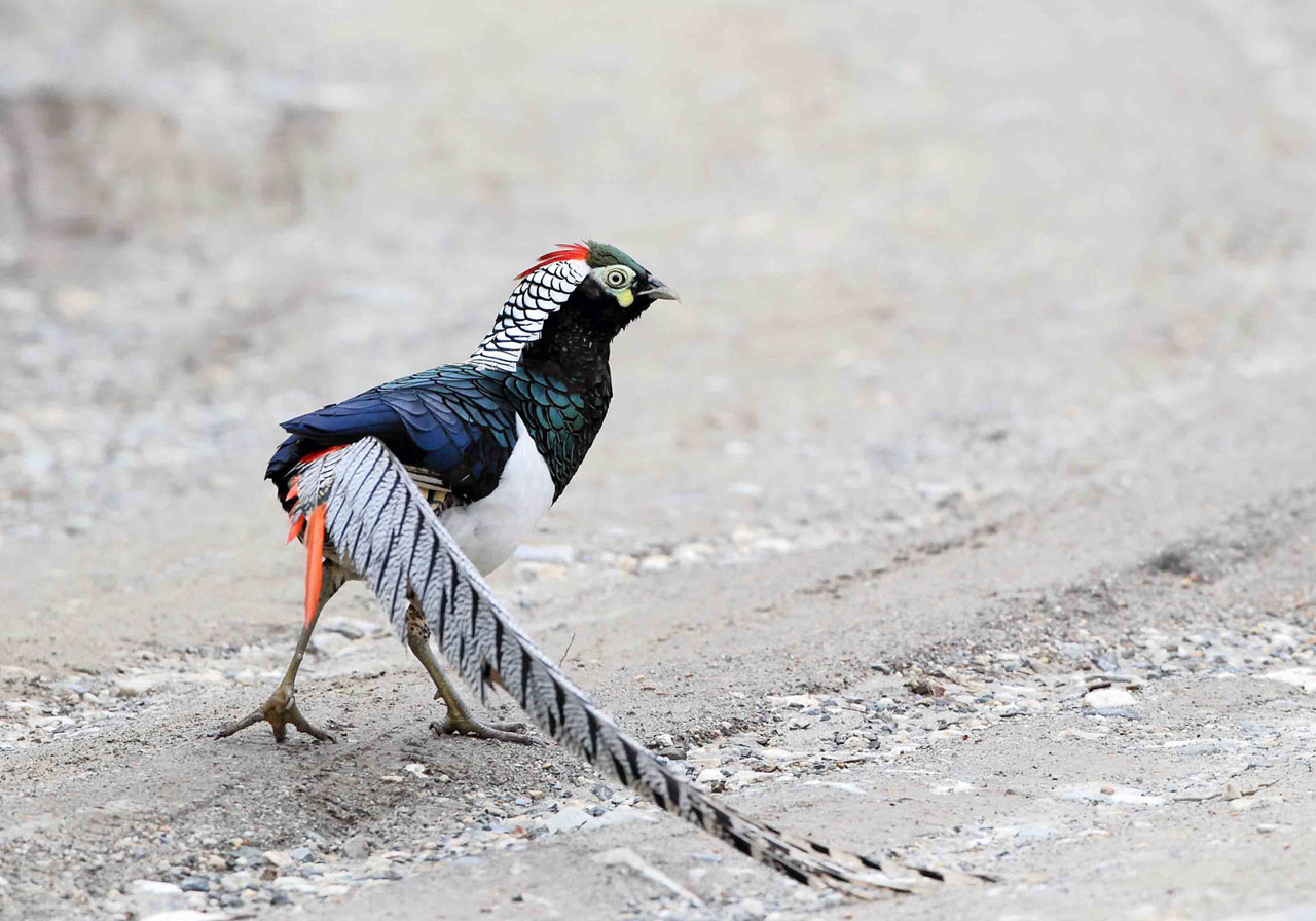 (黑长尾雉) 锦鸡报晓贺新年