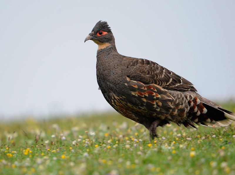 黑长尾雉锦鸡报晓贺新年