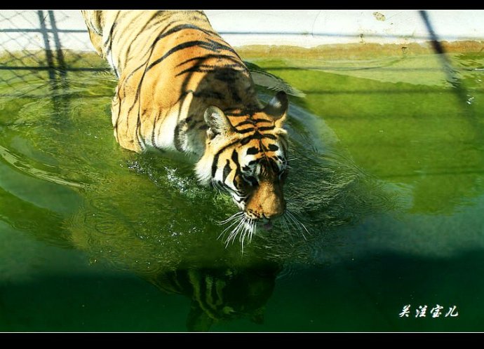 洗澡的东北虎