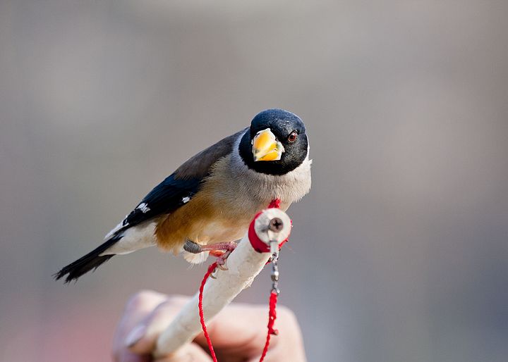 自由飞翔的鸟儿 27086378122571.jpg