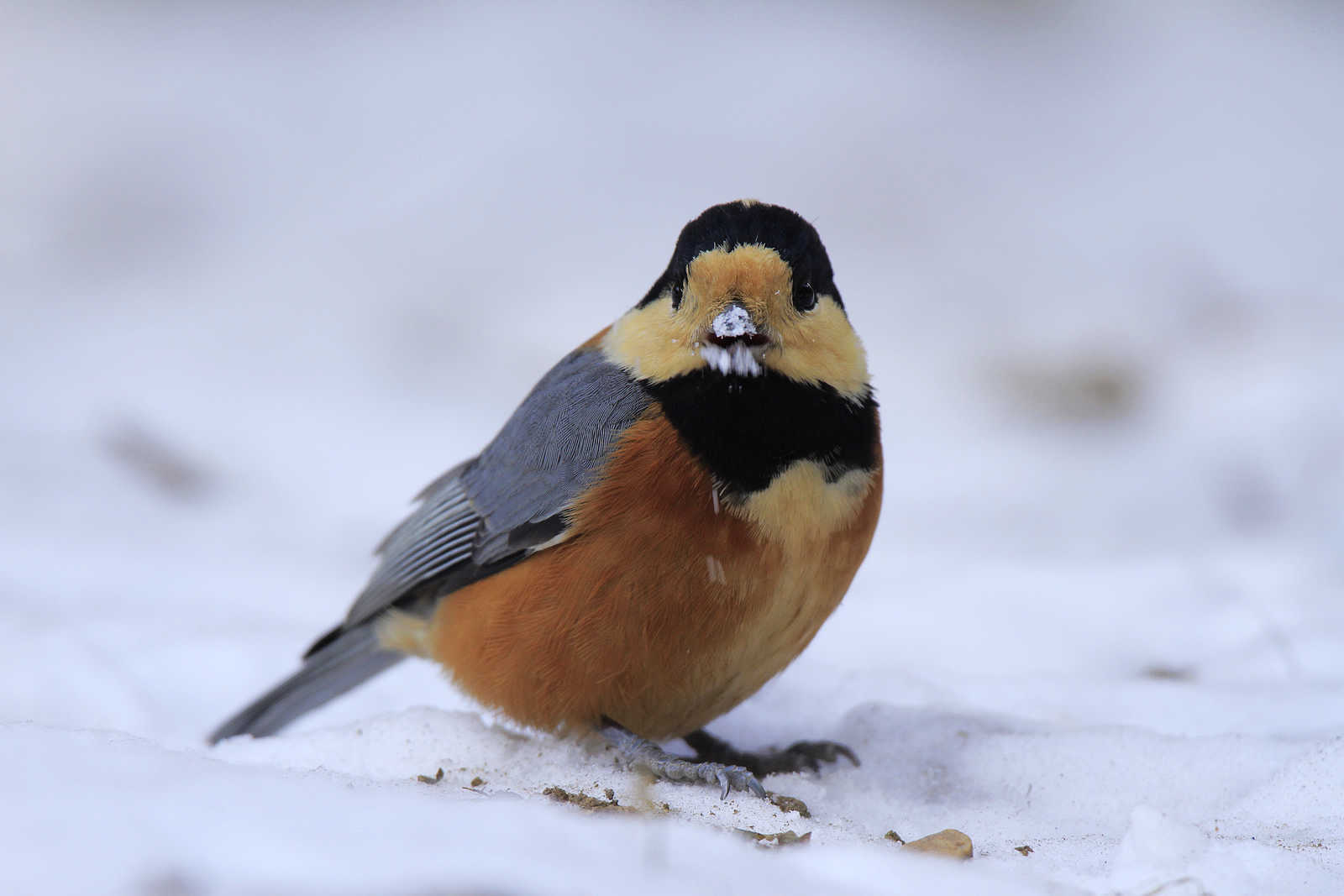 食雪的杂色山雀(顺祝朋友们新年快乐)