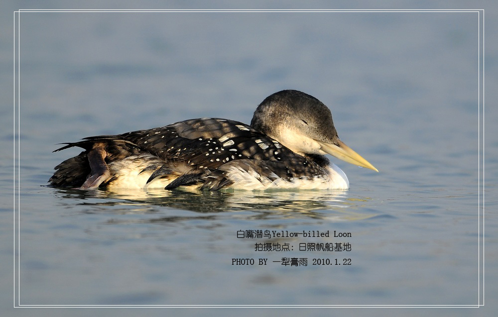 黄嘴潜鸟我的2010