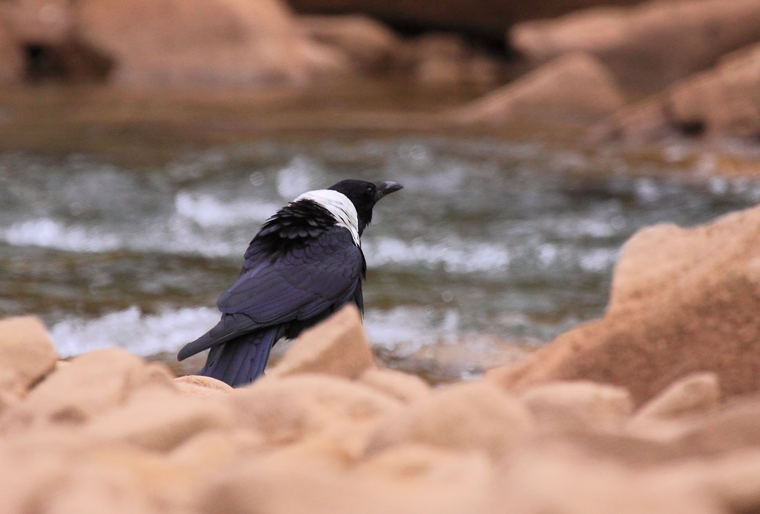 白颈乌鸦 - 林鸟版鸟网