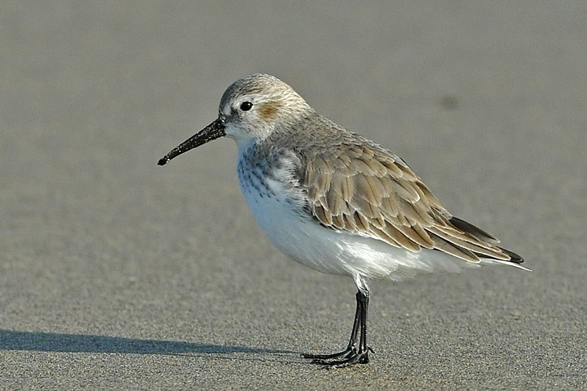 (西方滨鹬)记录西方滨鹬