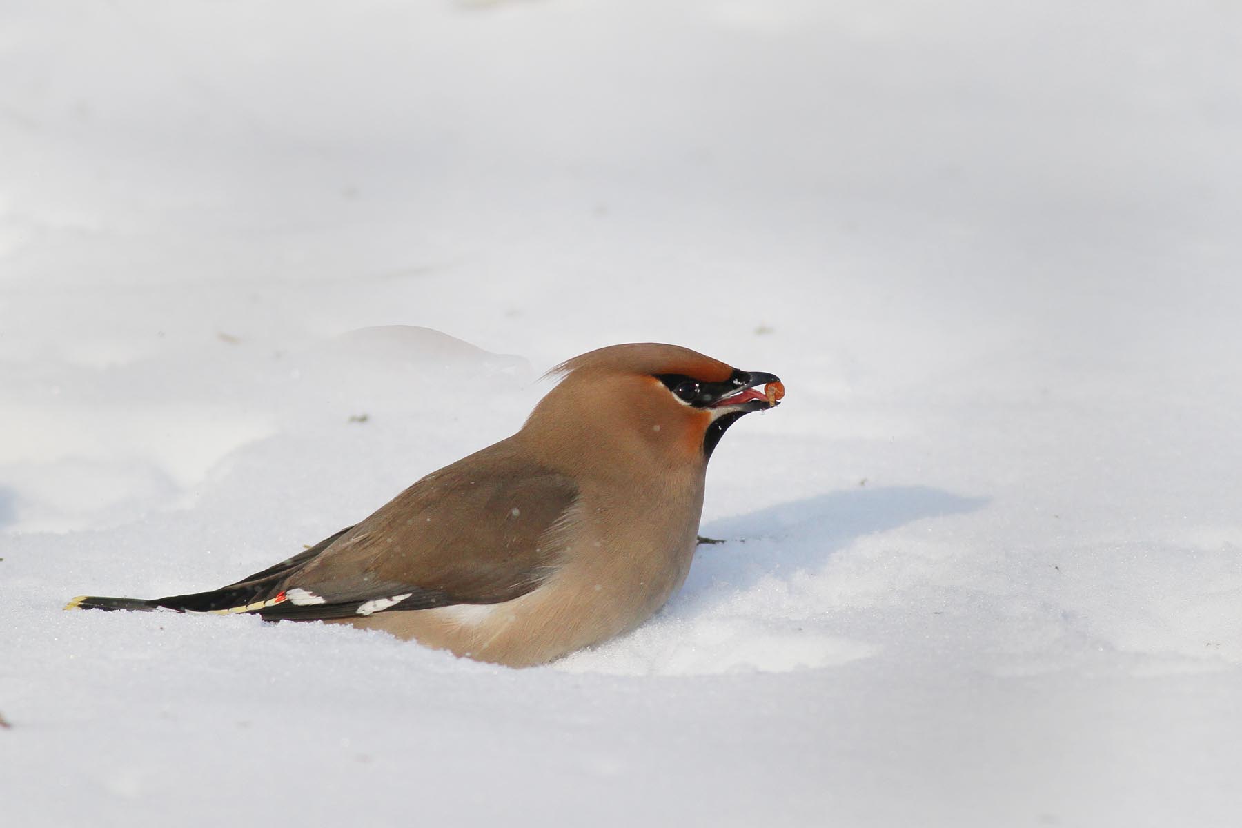 雪地觅食