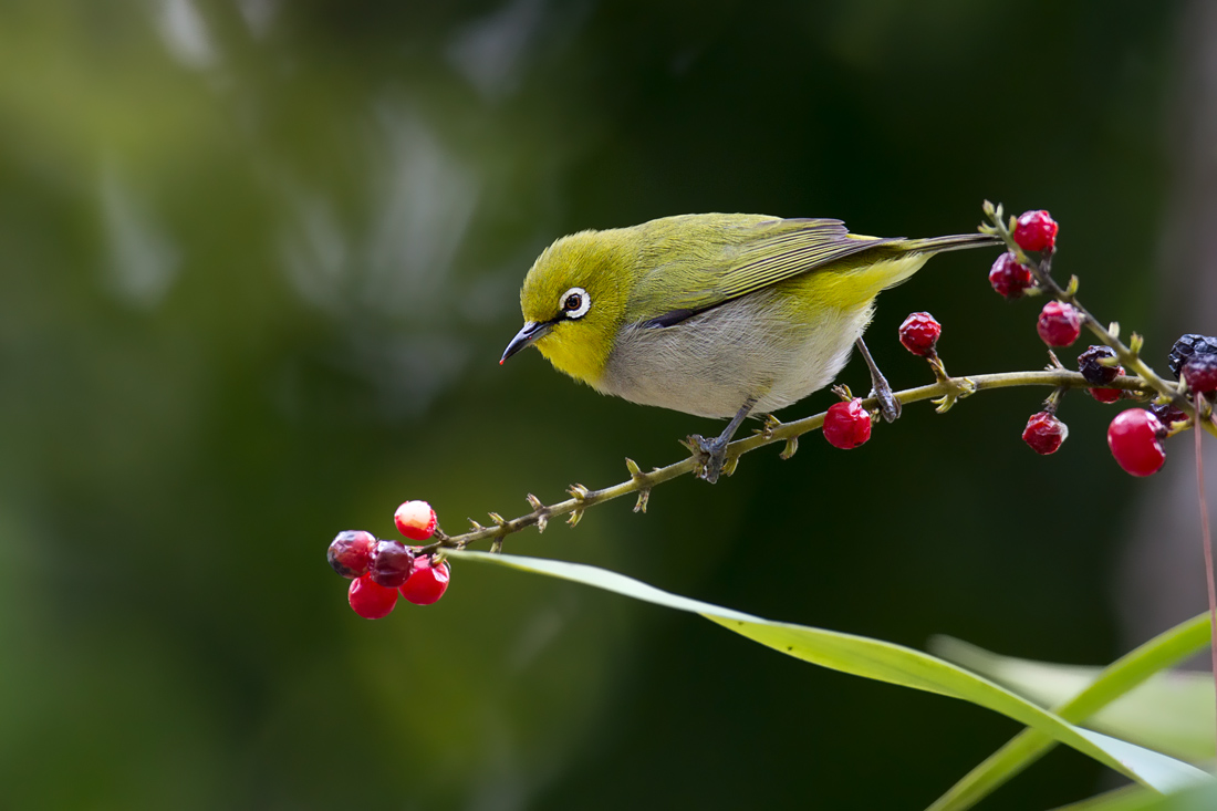 (暗绿绣眼鸟)暗绿绣眼鸟