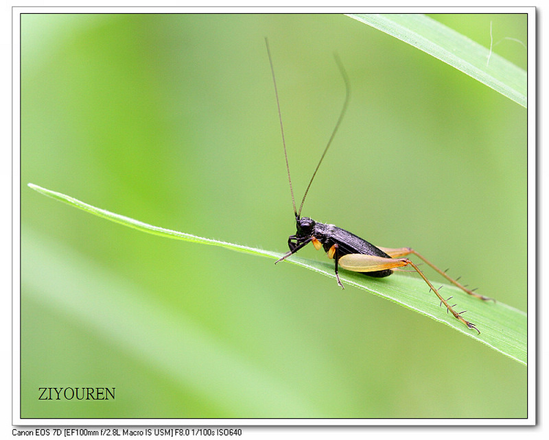 微距——虎甲蛉蟋