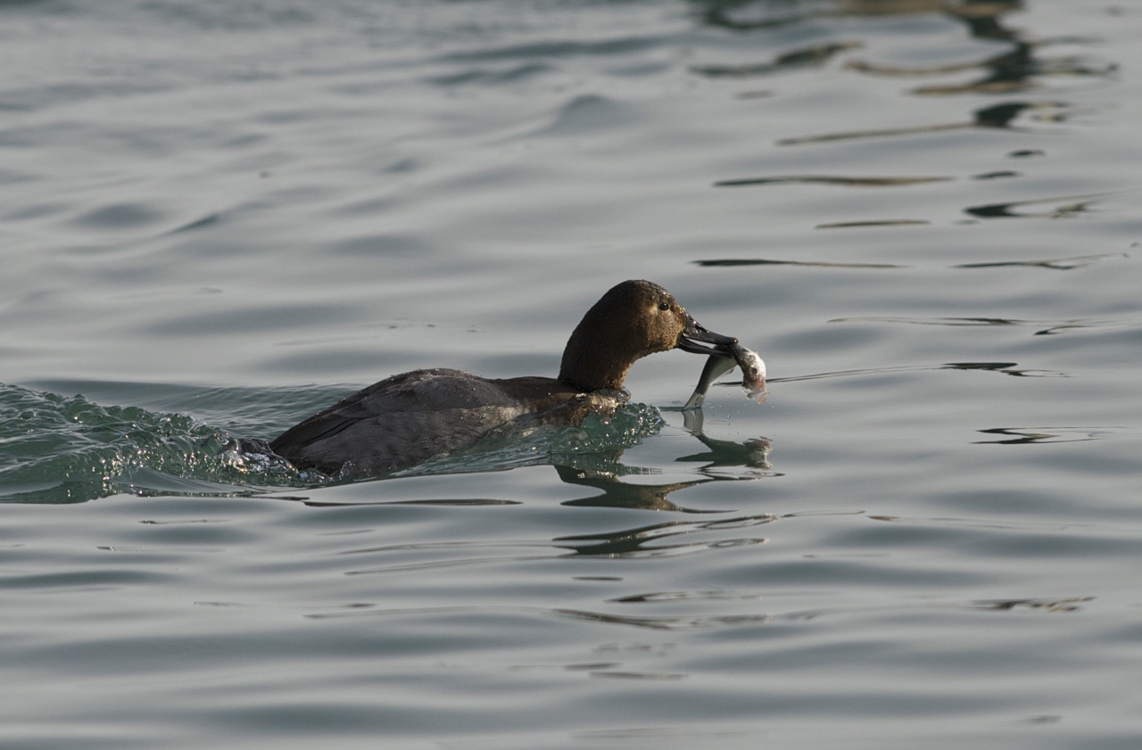 第一次见天鹅吃鱼