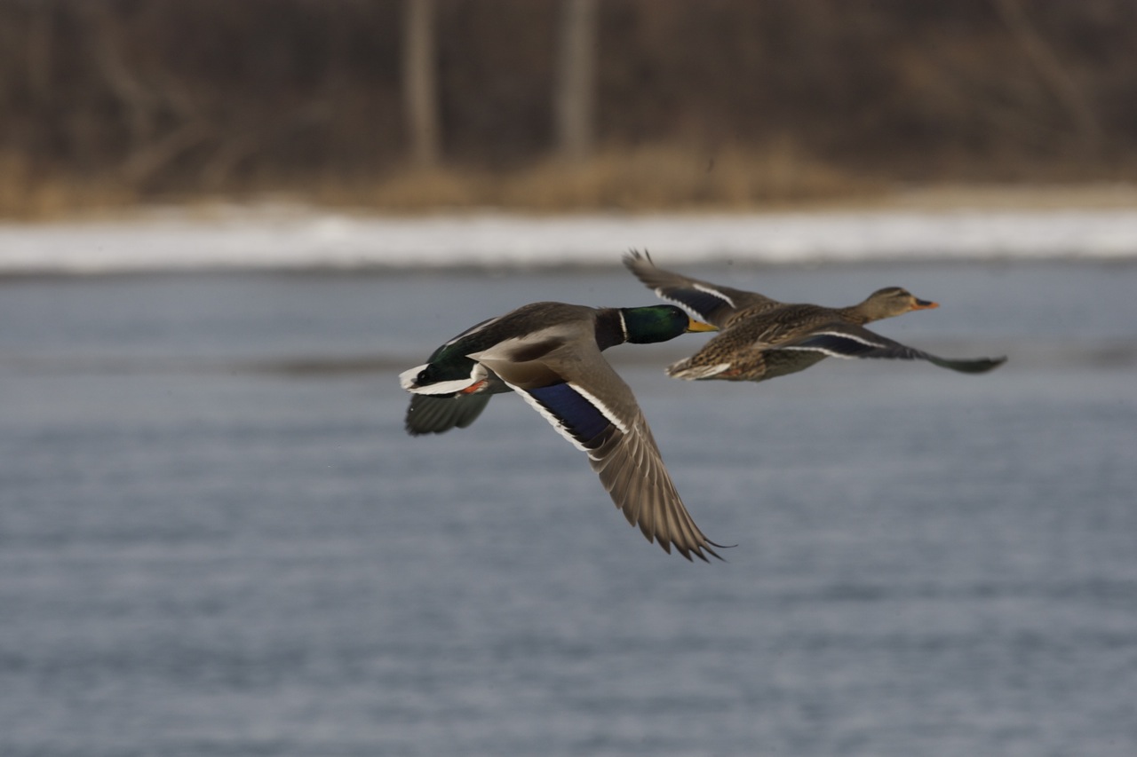 第一次见天鹅吃鱼