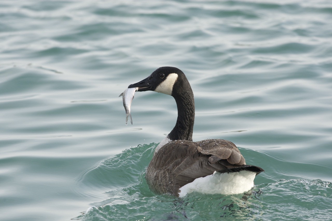 第一次见天鹅吃鱼