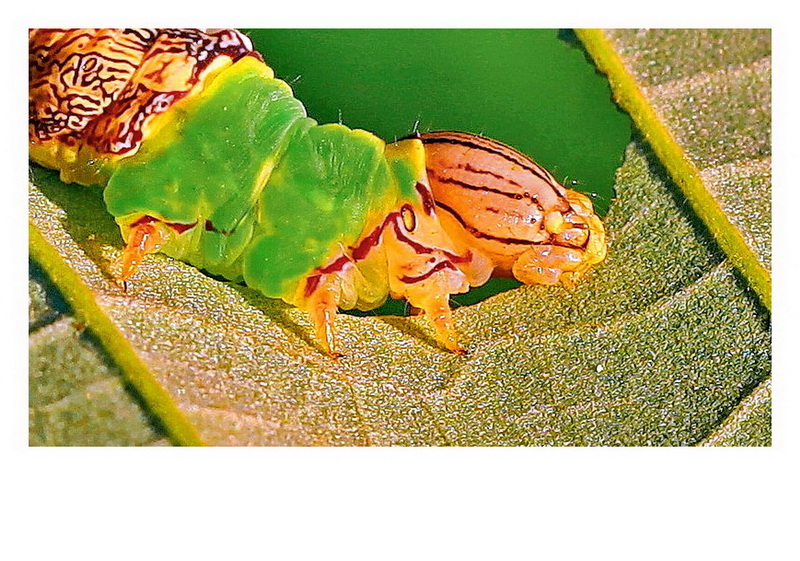 微距/昆虫/栎纷舟蛾幼虫.