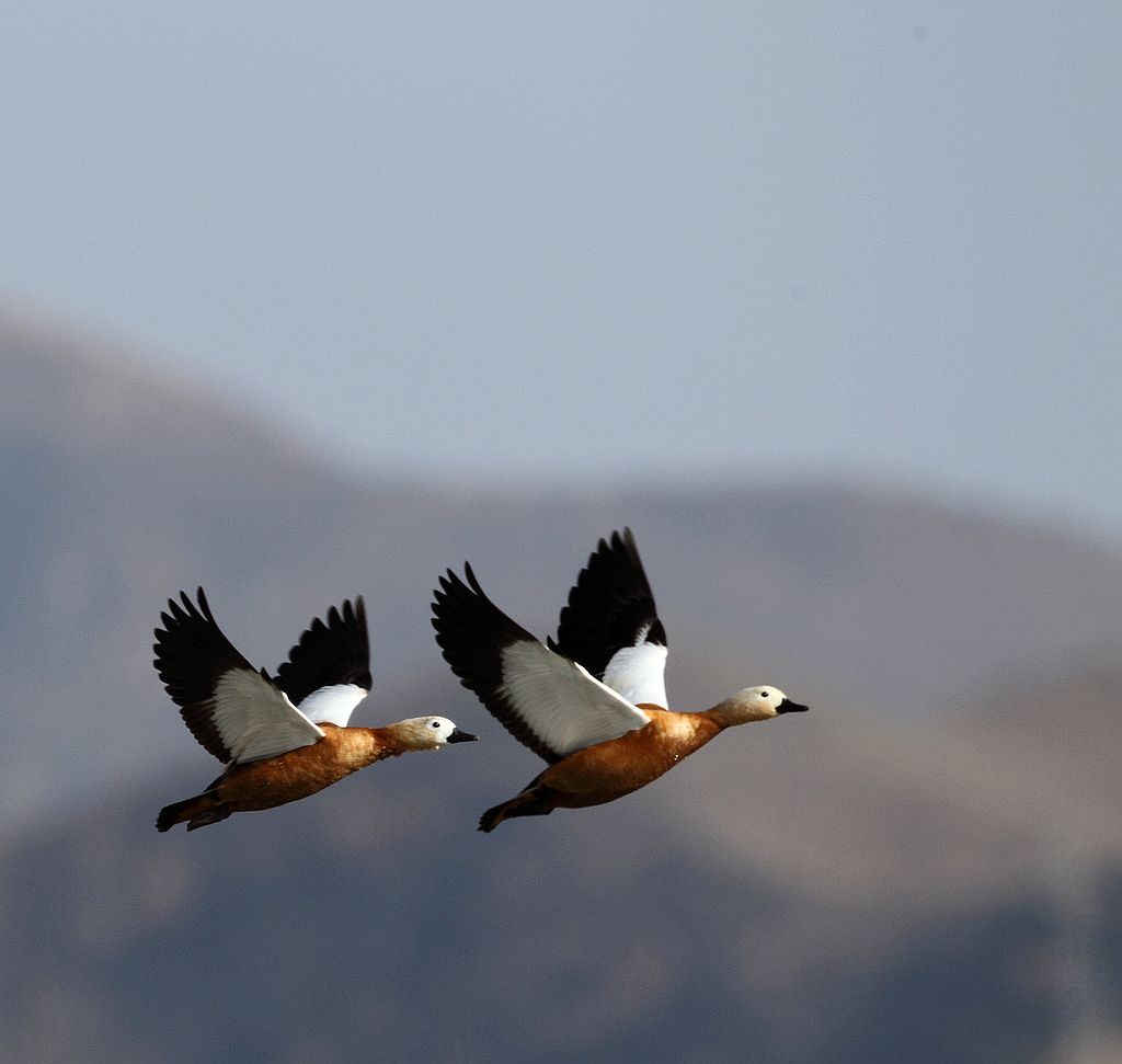 今日作业----比翼齐飞