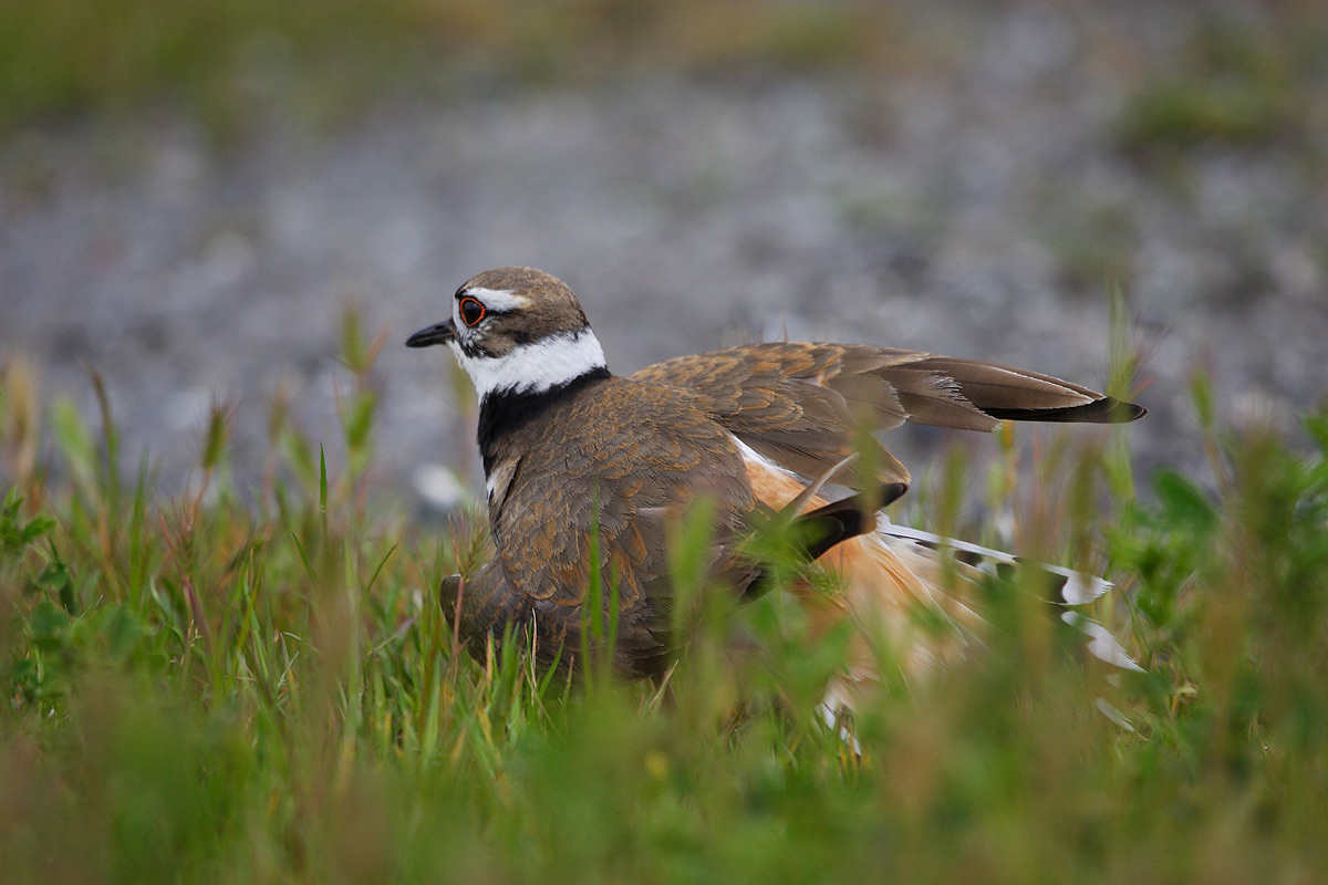 原画幅--双领鸻和它的四个宝之(三)"断翅草裙舞".大图欣赏.