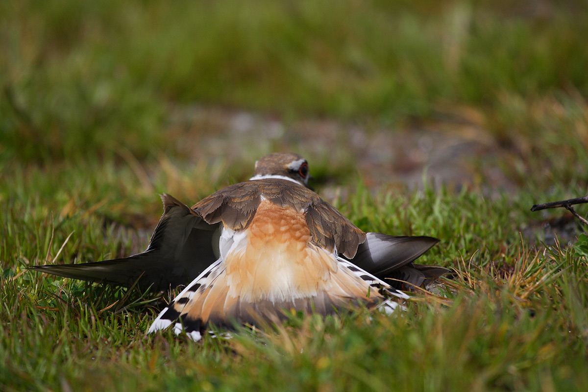 原画幅--双领鸻和它的四个宝之(三)"断翅草裙舞".大图欣赏.