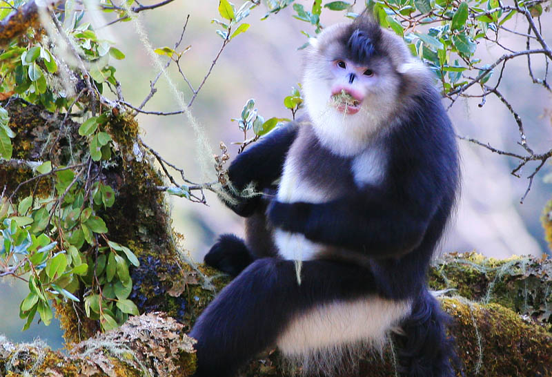 滇金丝猴继续更新中