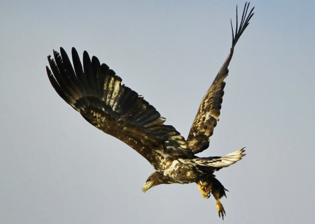 大雕展翅