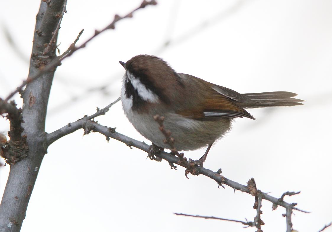 灰头灰雀孟屯沟的冬鸟