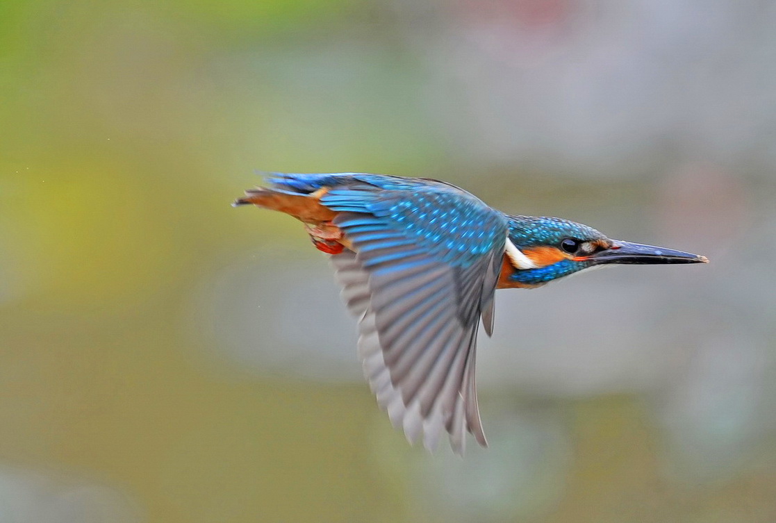 高清晰翠鸟飞行版
