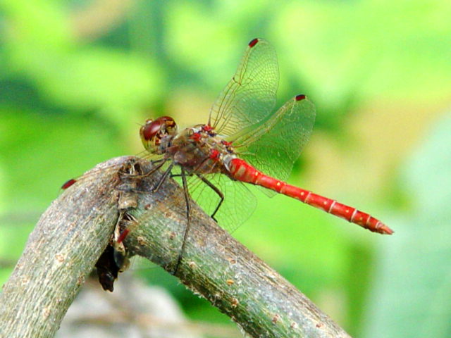 红尾蜻蜓