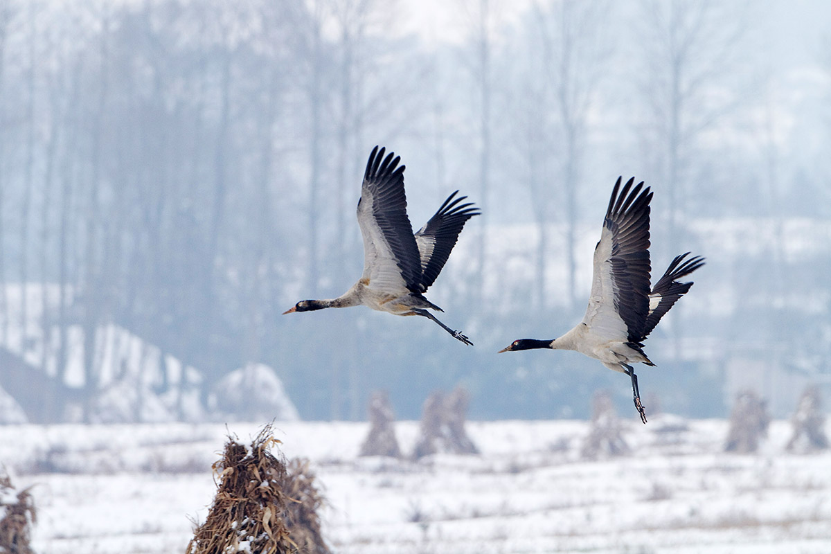 (黑颈鹤)雪地黑颈鹤