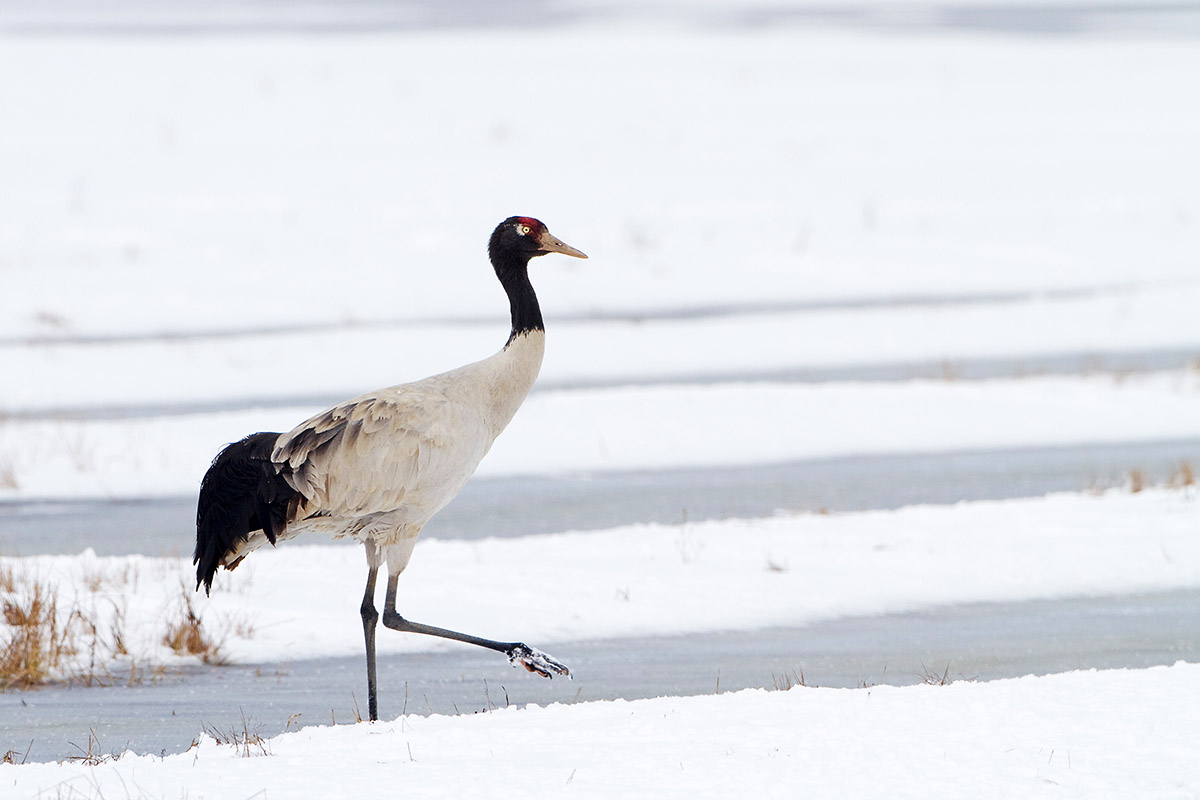 (黑颈鹤)雪地黑颈鹤