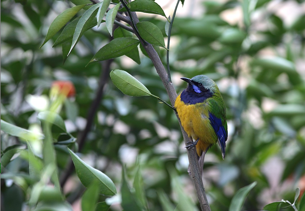 绿色树叶绿色的鸟