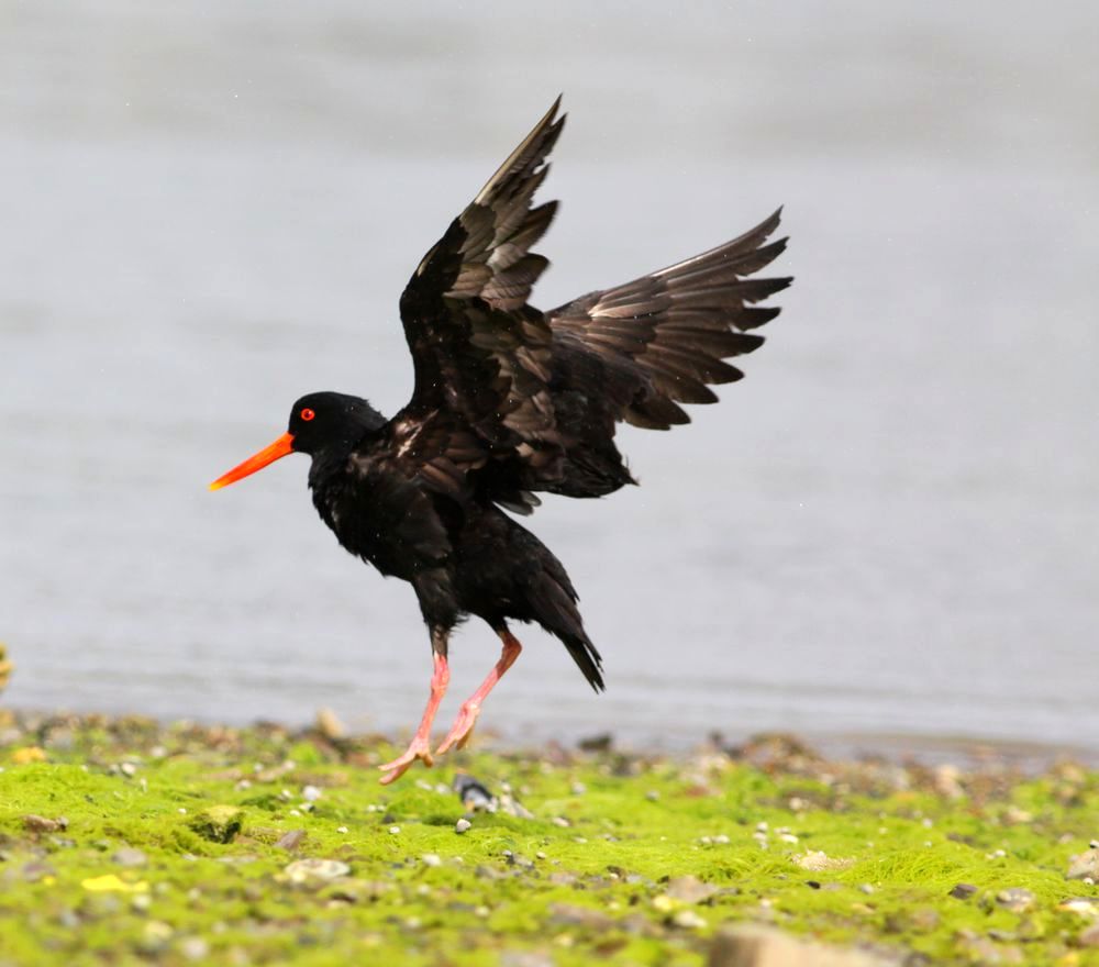 紅長嘴鳥洗浴梳理迎新春哈