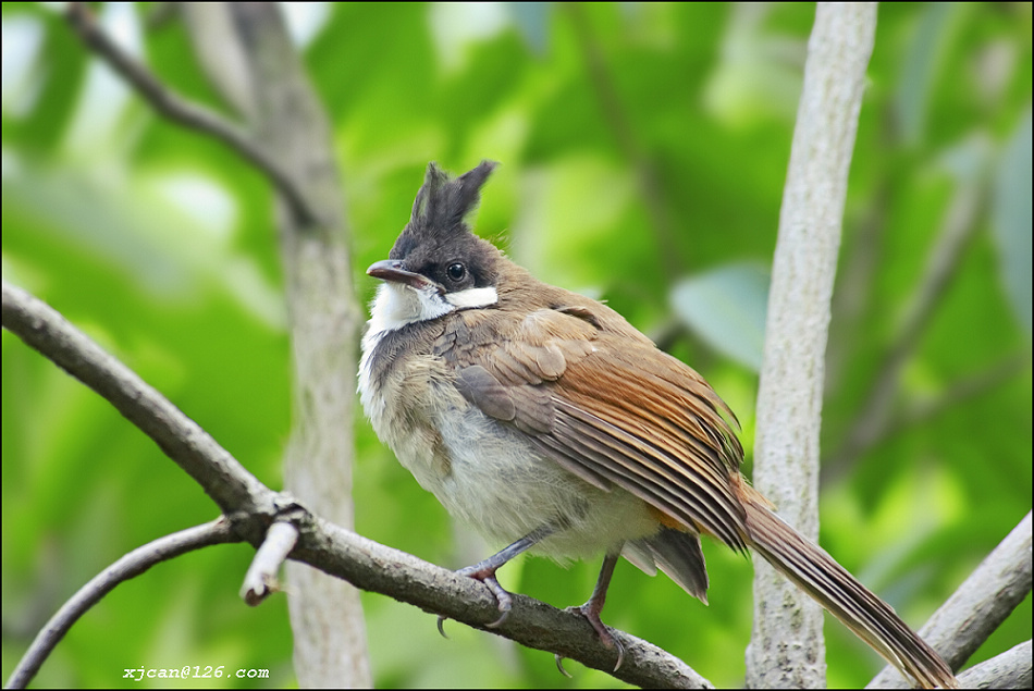 鹎(欢迎大家来贴图) - 广东版 guangdong 鸟网