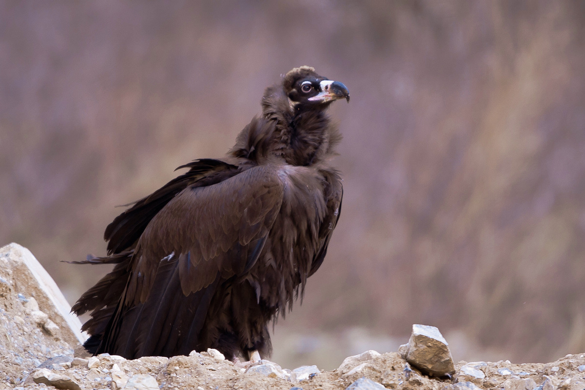 秃鹫秃鹫贺新春