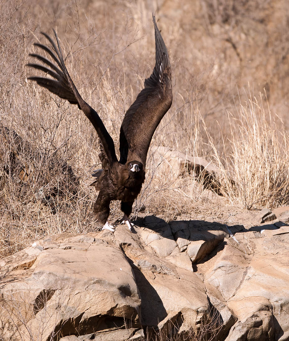 秃鹫秃鹫贺新春