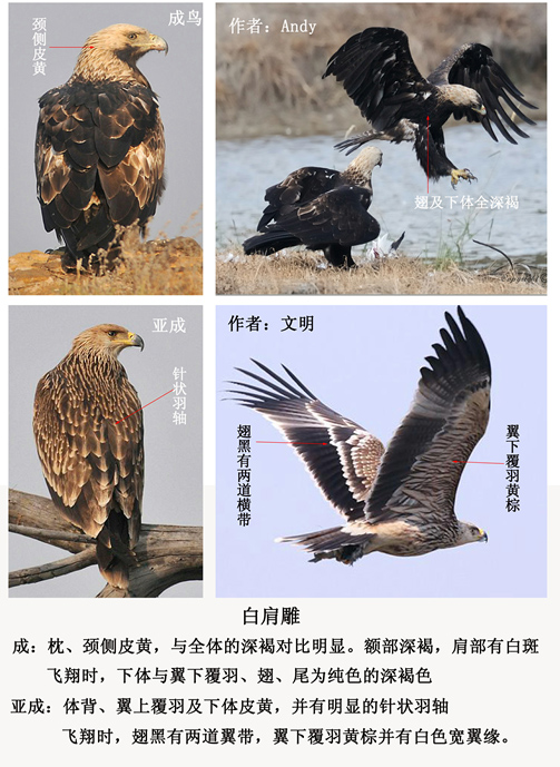 棕色型猛禽——金雕,白肩雕 ,草原雕