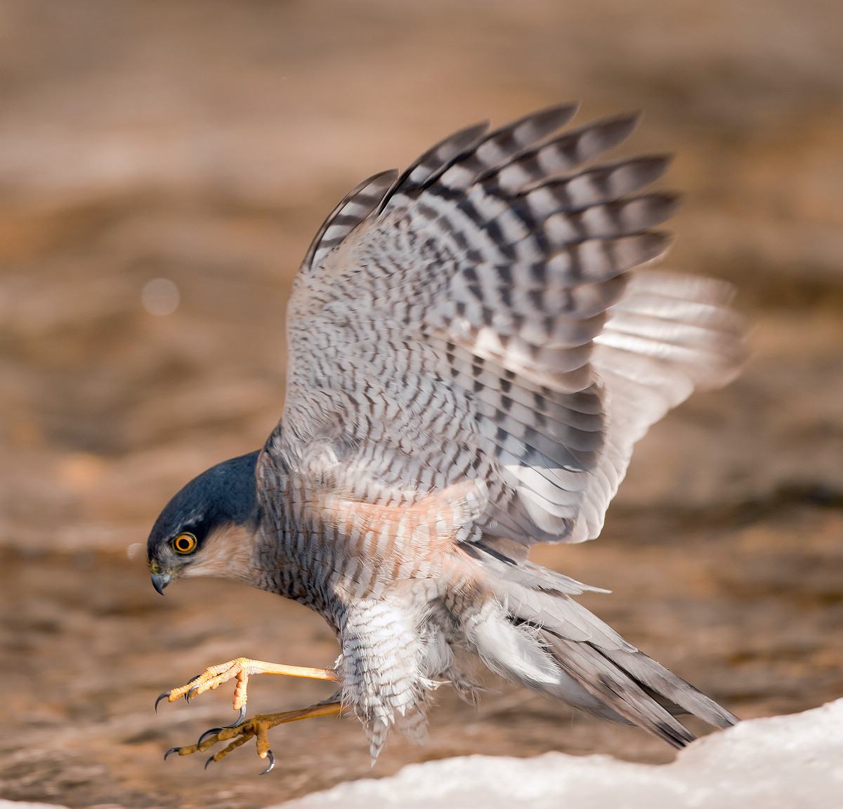 雀鹰深山守候第10页图片更新