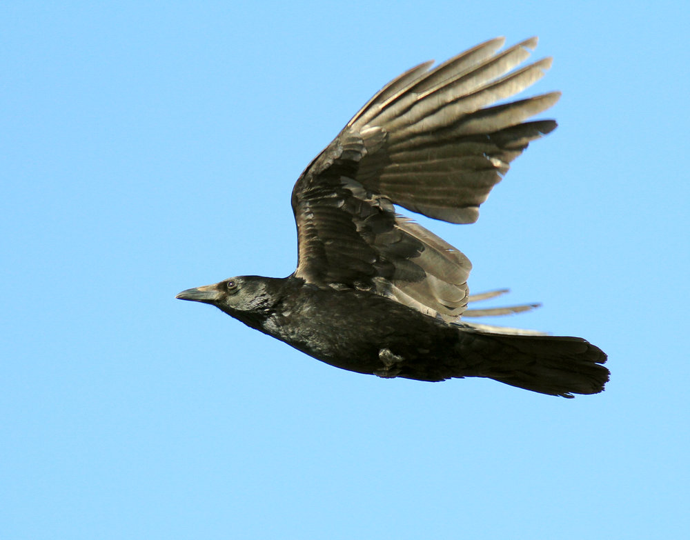继续试拍飞行乌鸦