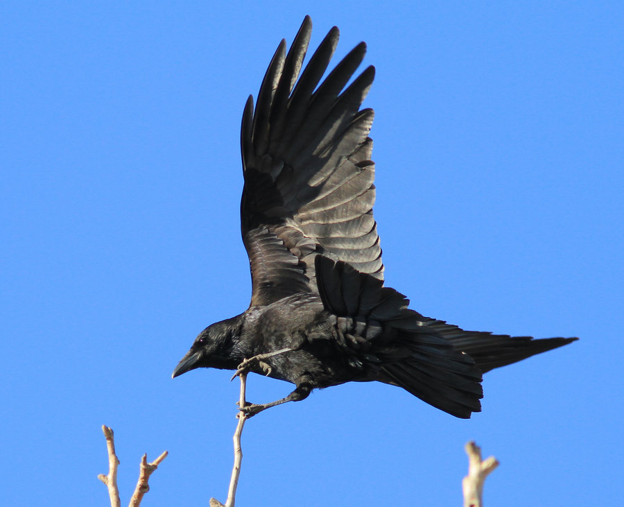 继续试拍飞行乌鸦