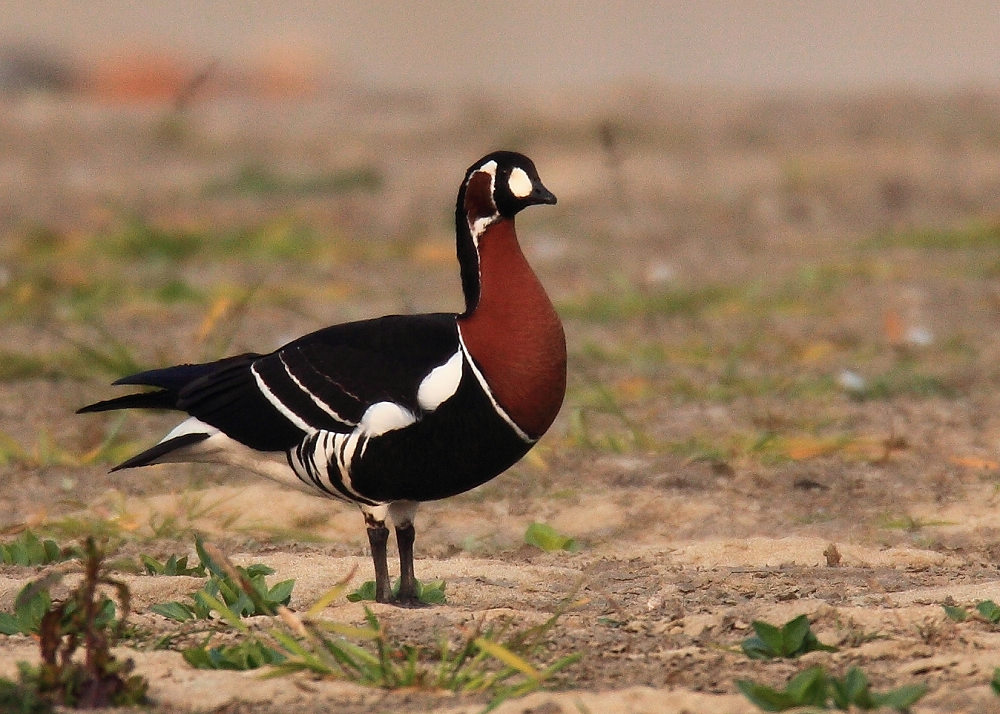 三拍红胸黑雁-----终于拍清楚了