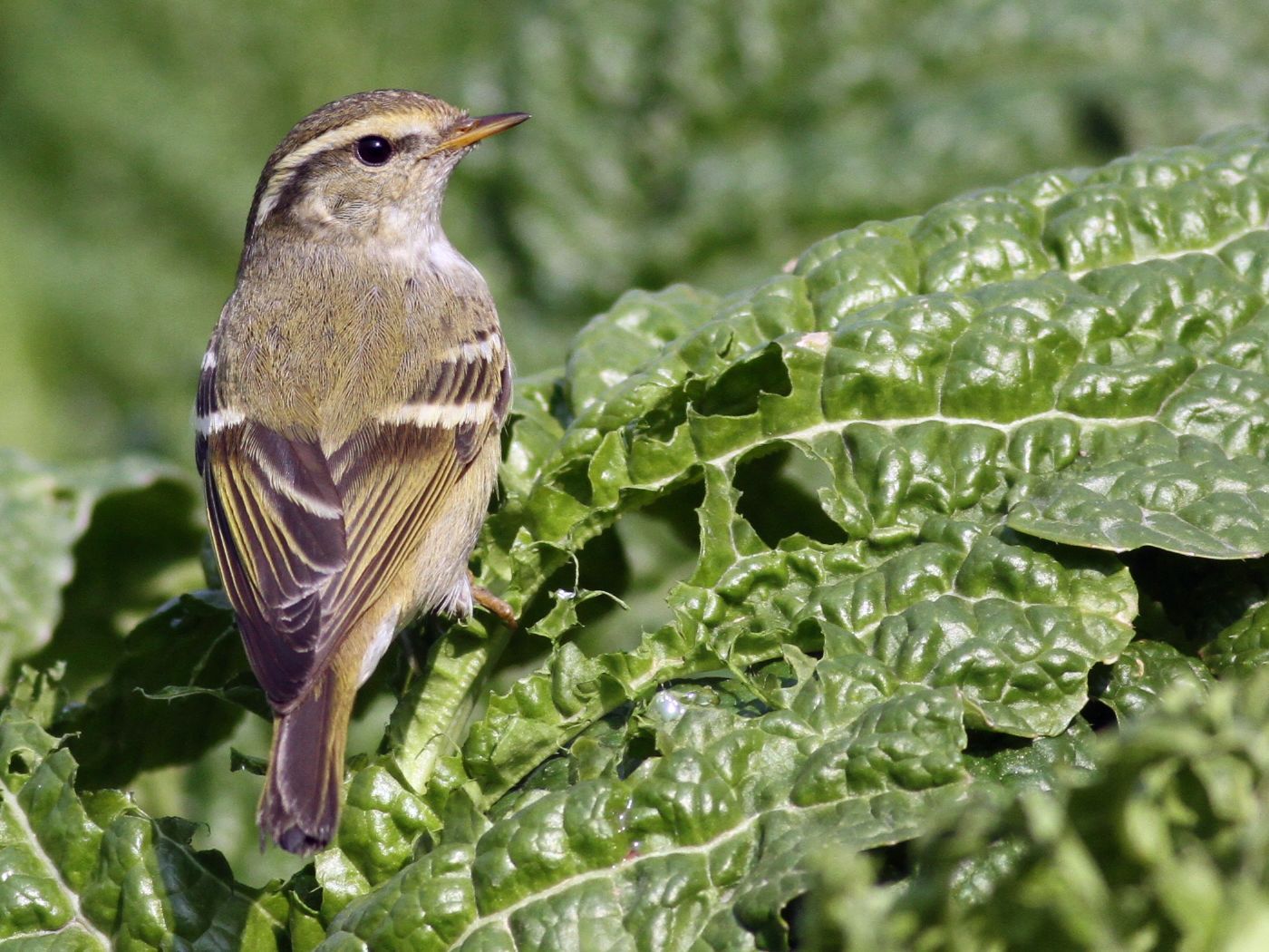 吃菜虫菜鸟一组