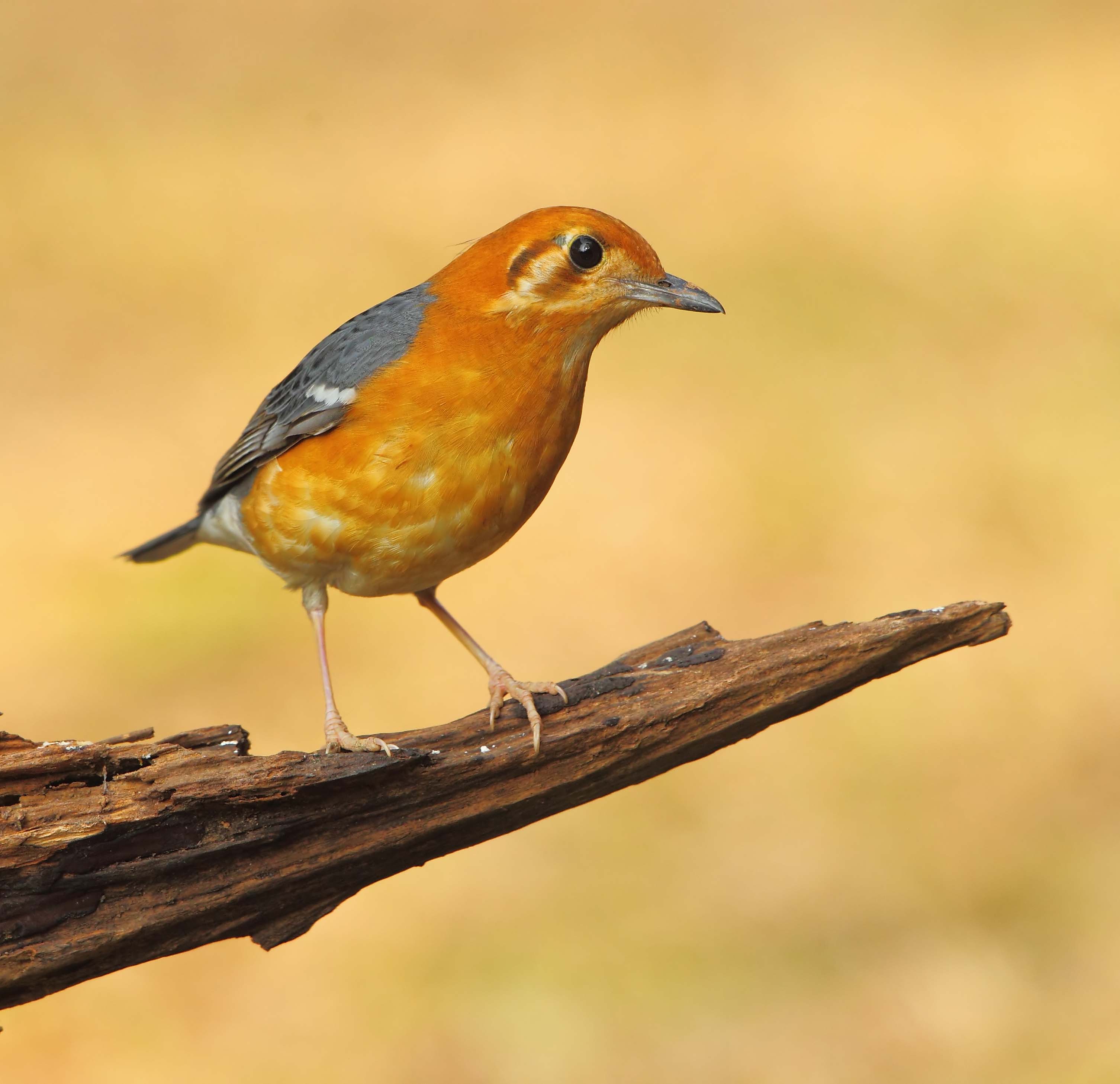 橙头地鸫橙头地鸫