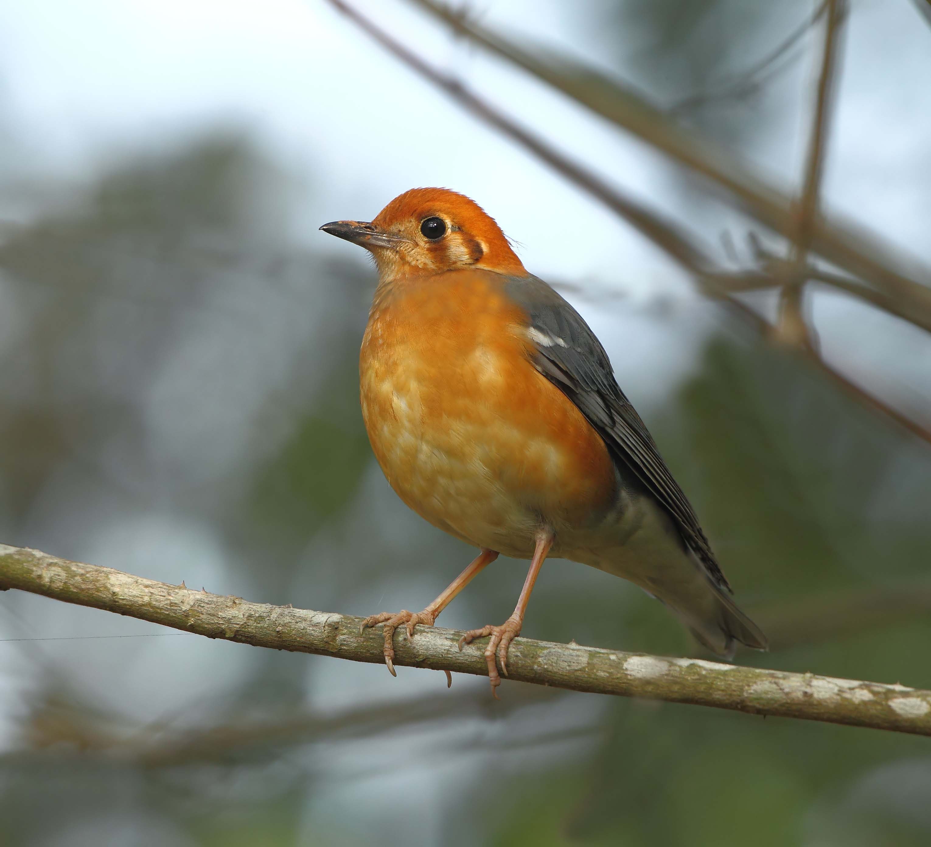 橙头地鸫橙头地鸫