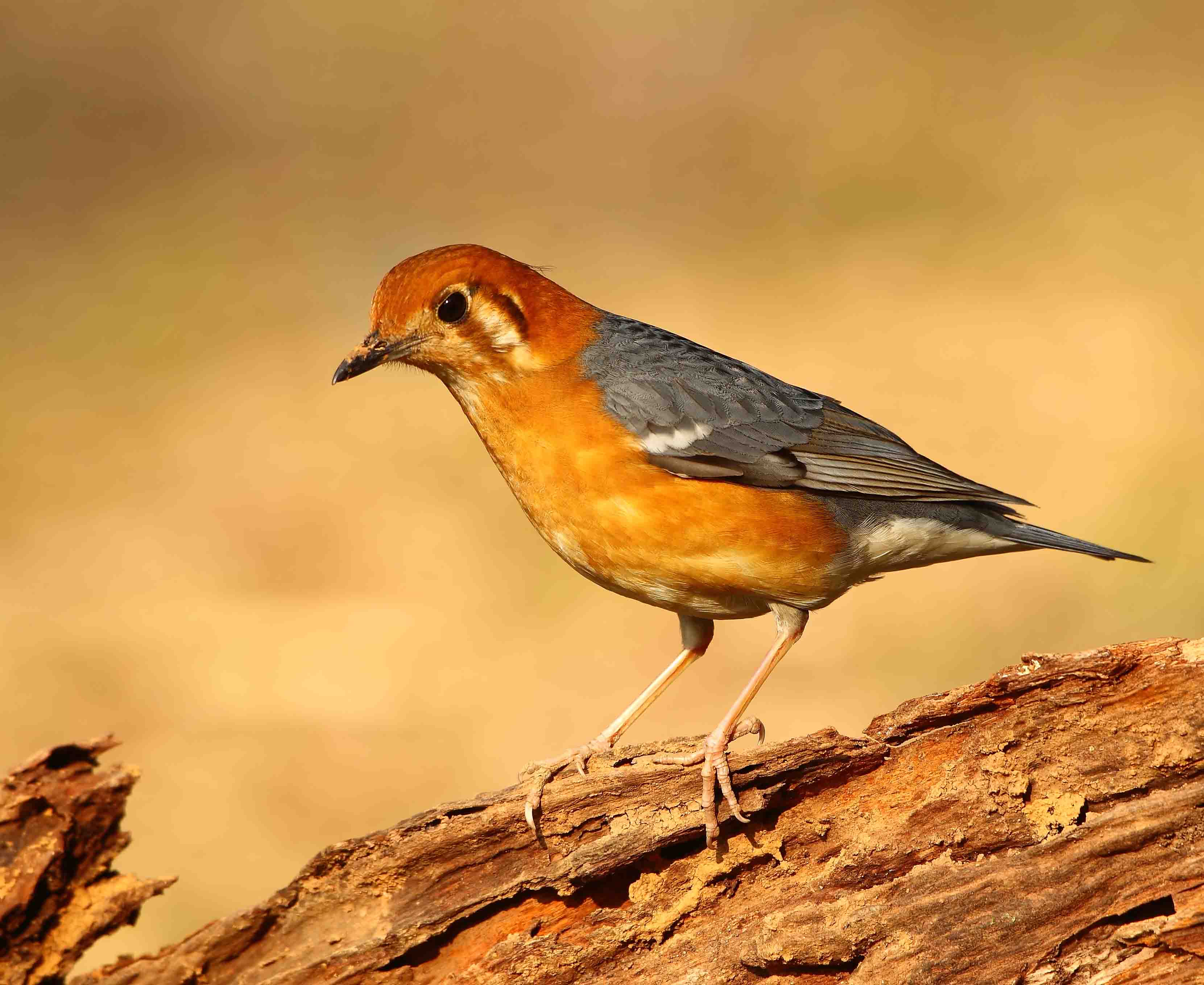 橙头地鸫橙头地鸫