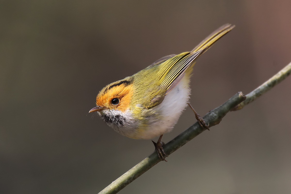 (棕脸鹟莺)早莺争暖树