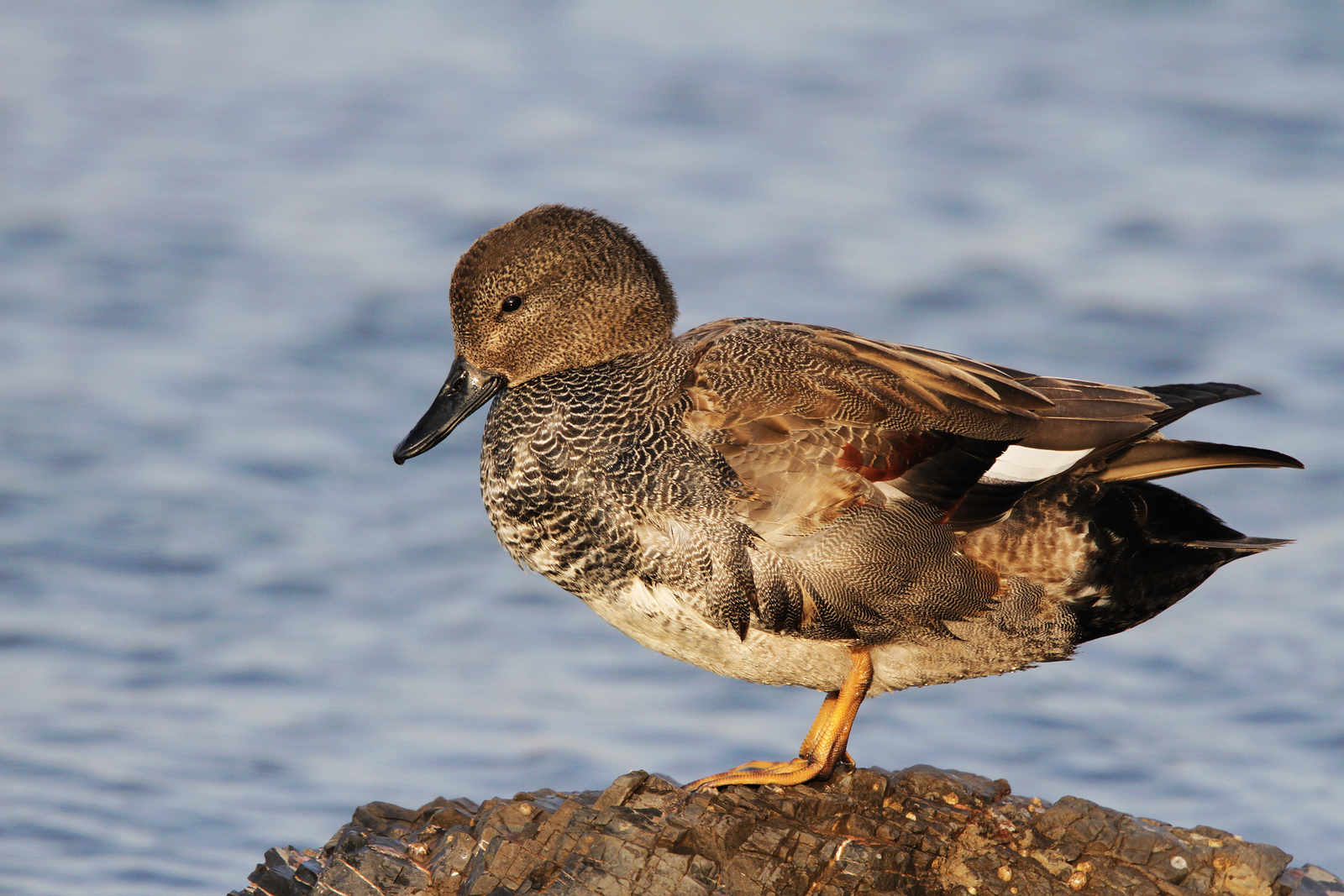 岩上赤膀鸭原画幅平视角1600