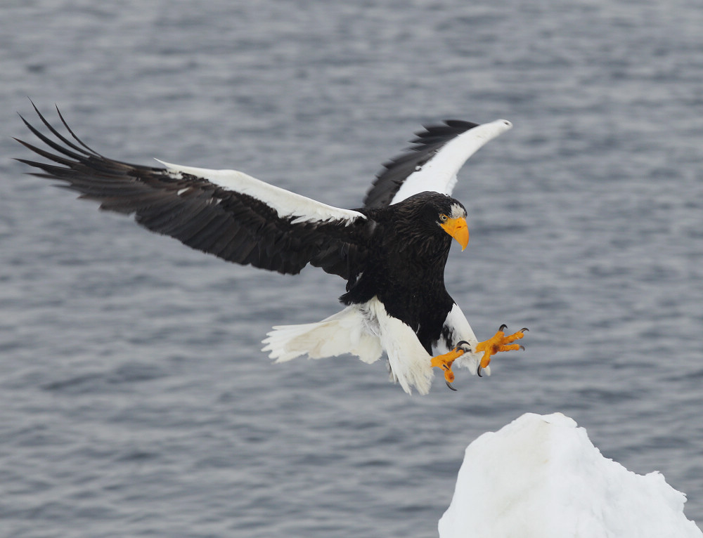祝大家元宵节好:一组"虎头海雕"献给您!