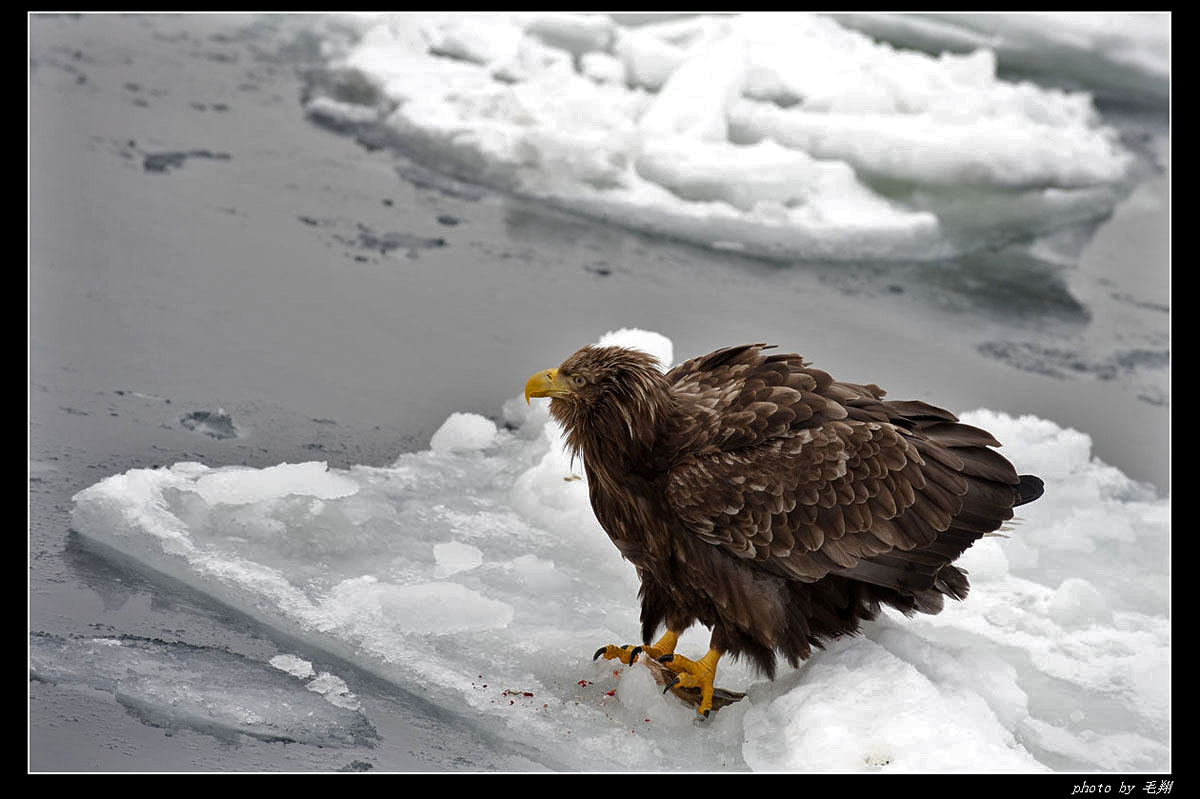 北海道流冰上的虎头海雕和白尾海雕(第12页更新)