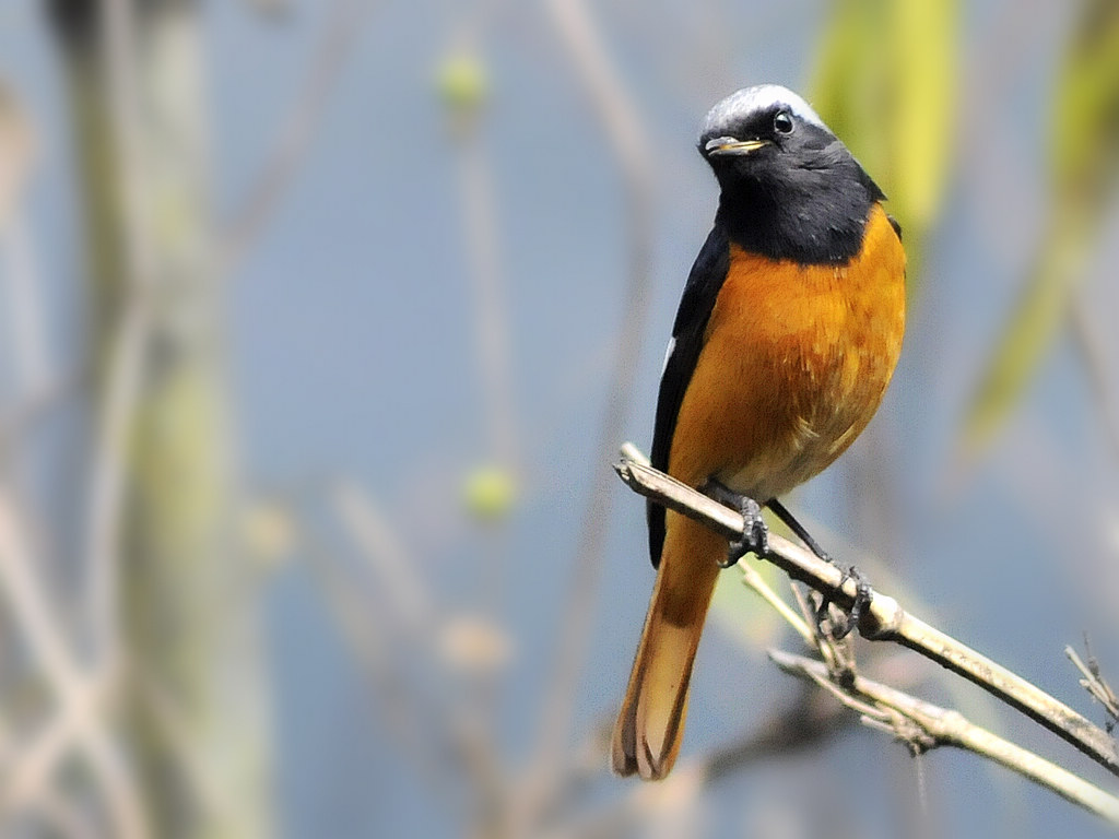 北紅尾鴝組圖 - 林鳥版 forest birds 鳥網