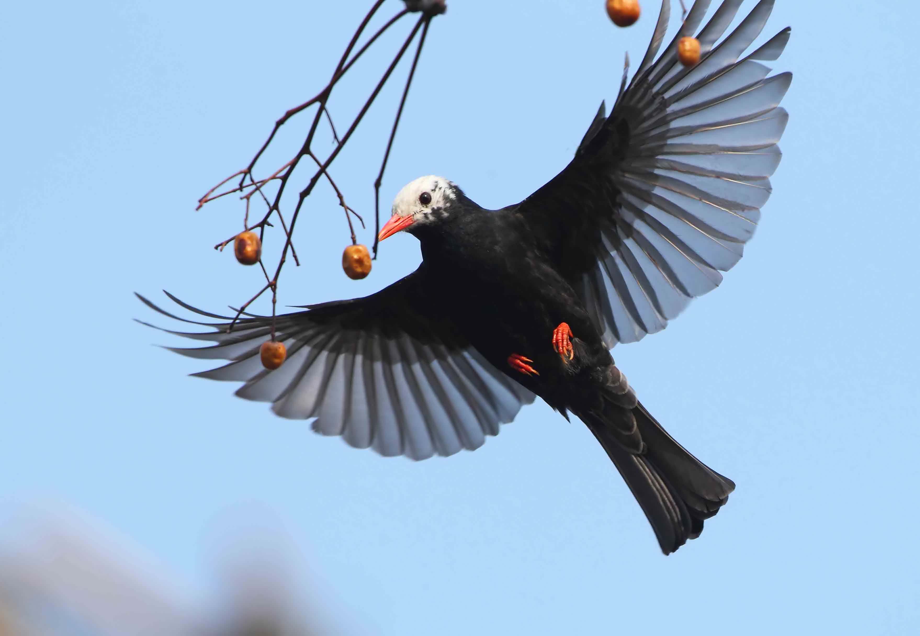 黑短脚鹎短脚黑鹎